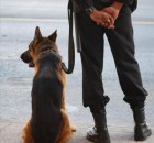 agent de securite - maitre chien