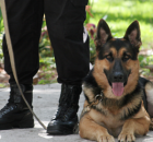 agent de securite - maitre chien